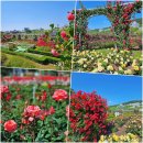 아시아마트(ASIAMART) | 광주가볼만한곳 조선대 장미원 데이트명소 5월 나들이