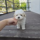 창원강아지분양 헬스독 애견입양 말티푸들포메라니안미니비숑 이미지