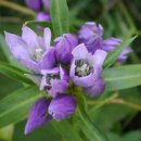 용담 (Gentiana scabra BUNGE var. buergeri MAXIM) 이미지