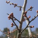 매화숲유치원 이미지