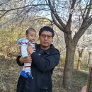 부귀리벗꽃 이미지