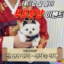 테디펫 | 포항강아지분양 테디럽 진솔한 후기