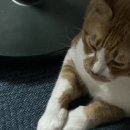 팔공왕족발 | 그래도 아직 여름 ,