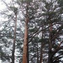 왕피천생태탐방로 이미지