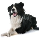 똑똑하개 이미지