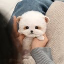 진주강아지분양 고양이분양 미유펫 이미지