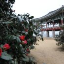동백정 한국일보