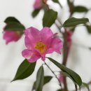 봉관농장 이미지