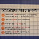 오묘 고양이카페호텔미용 이미지