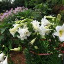 바위섬펜션 이미지