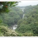 제주 천제연 난대림 이미지