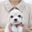 대구강아지분양 도로시펫 | 댕댕이 가족 찾아주는 곳, 대구애견분양 대구강아지분양 도로시펫