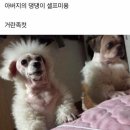 셀프 애견미용 대참사 모음.jpg 이미지