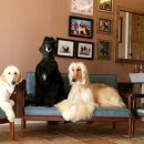 충남켄넬 이미지