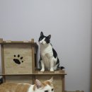 덕정 동물의료센터 이미지