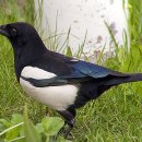 까치전자 이미지