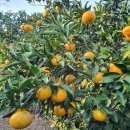 저지차경 이미지