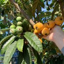 비파농장 이미지