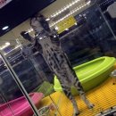 애드펫동물병원 이미지