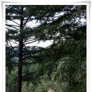 치악산자연휴양림 이미지