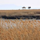 순천만 갈대밭 이미지