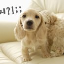 언니네강아지 이미지