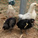 꼬꼬닭하우스 이미지