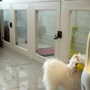 안나 제니 펫샵 이미지