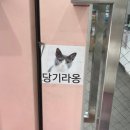 쿨펫동물병원(탄방점) 이미지