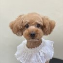 아미고펫 이미지