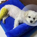 백슬동물병원 이미지