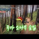 소나무숲 이미지