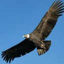 안데스 | 페루 아레키파 콜카캐니언 투어 후기 | 콘도르 조망 명소, 안데스 협곡