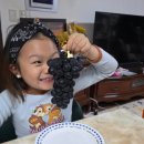 무지개농장 | 무지개빛농장 캠벨포도 완전 꿀맛