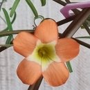 오렌지문 이미지