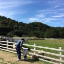 만석목장 이미지