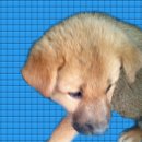 군산시-00207 네이버블로그