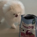 미니도그 이미지