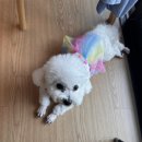 이순신마리나 | [여수애견동반숙소] 유탑마리나 펫캉스 후기 &amp;이순신광장&amp;여수야시장 애견동반 여수여행