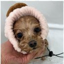 편안한댕 이미지