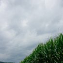 옥수수밭 이미지