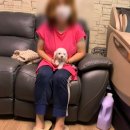 오아이펫 이미지