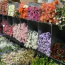 깊어가는 가을의 플로리스트(10월) 이미지