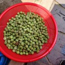 개복숭아 효소의 효능, 만드는법 숙성기간은? 이미지