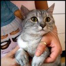 냥이네 이미지