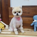 텐즈힐 애견미용 이미지
