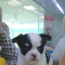 블루독 애견샵 이미지