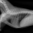 이솜 동물병원 이미지