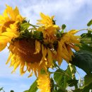 사시사철-풍요 이미지