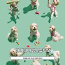 광진pet | 서울 반려동물 사진관에서 강아지 생일기념 견생9컷촬영 후기